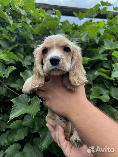 Кокер спаниель