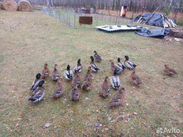 Утки подсадные