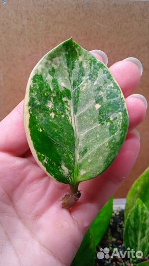 Замиокулькас Whipped cream (Взбитые сливки)