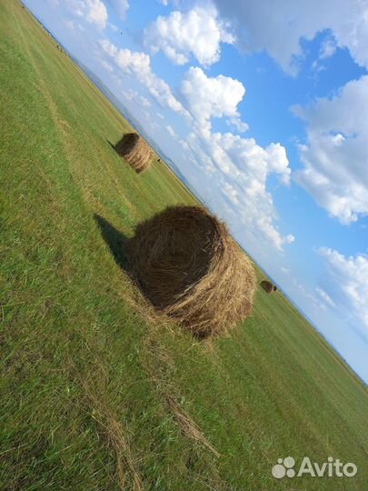 Продам сено в тюках
