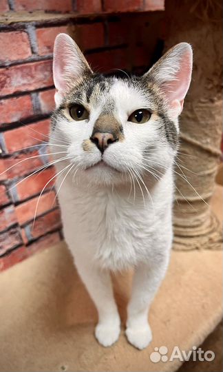 Красавчик котик Рубен 2 года ищет семью