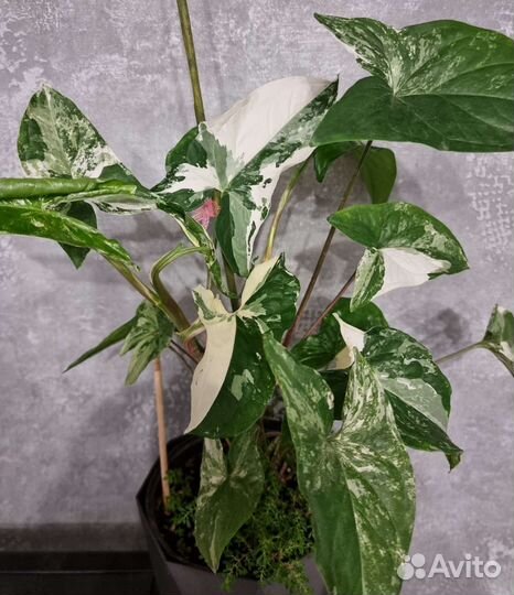 Сингониумы