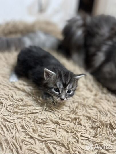 Чистокровные мейн-куны