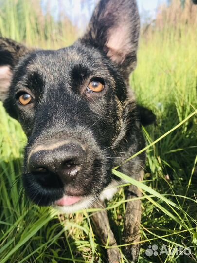 Собаки 5 месяцев девочки