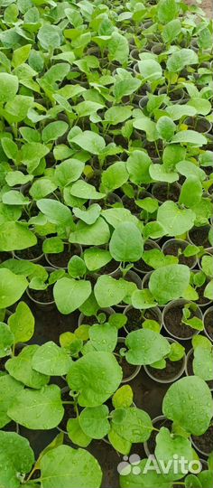 Рассада помидор