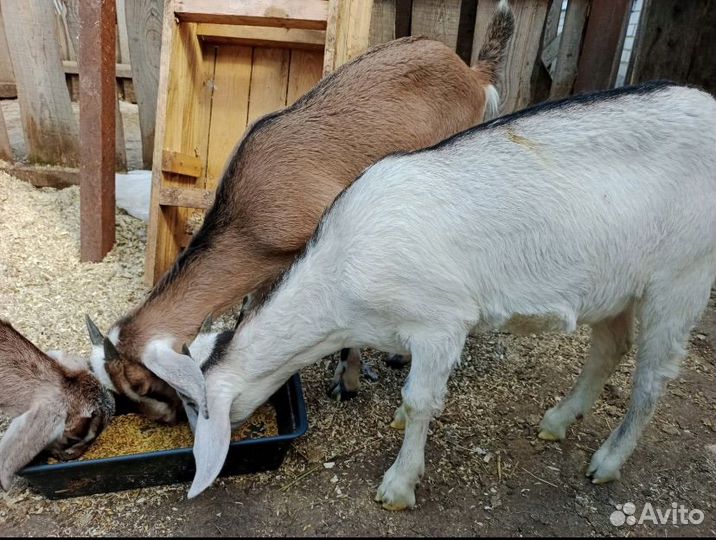 Англо нубийские козы