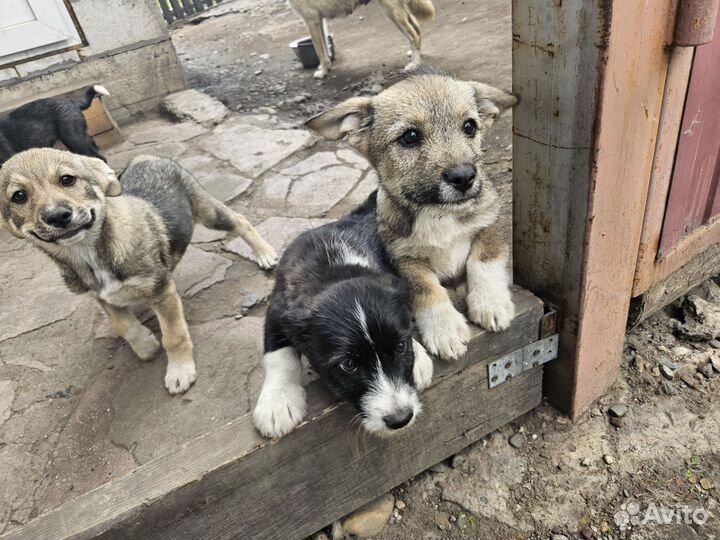 Щенки бесплатно