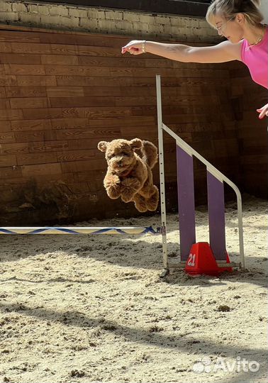 Фотосессия с собакой мальтипу