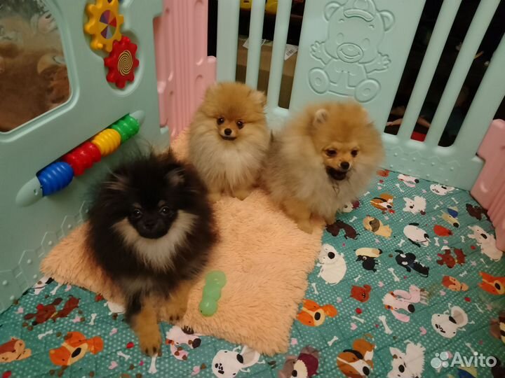 Померанцы девочки