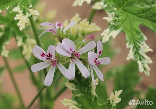 Сингониум Грея, плектрантусы, душистые пеларгонии