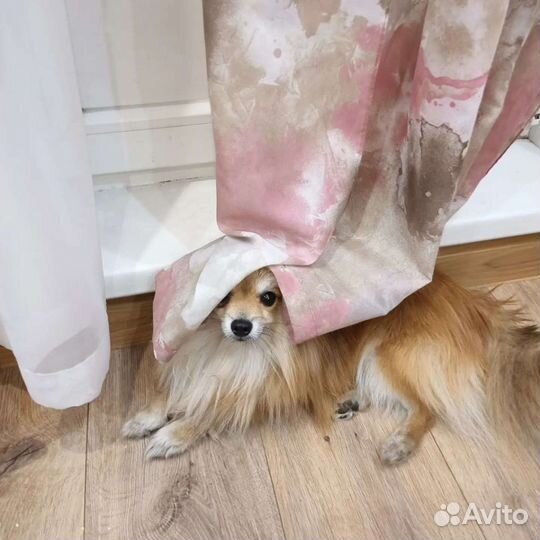 Шпиц вязка