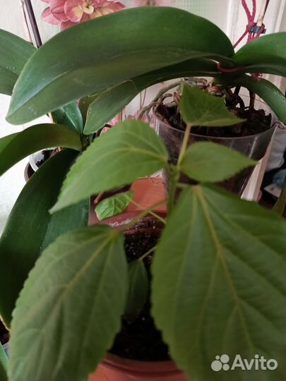 Аккалифа(лисий хвост)