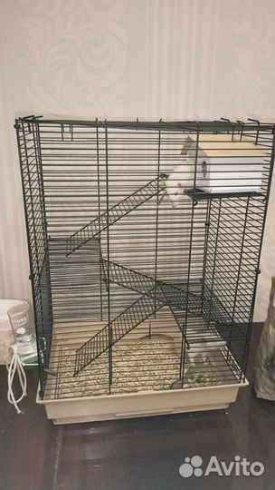 Крыски с клеткой