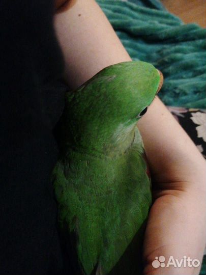 Александрийский попугай выкормыш