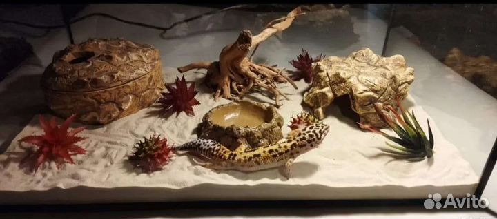 Террариум для рептилий список обширный