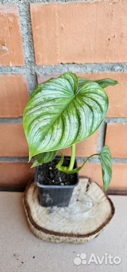 Филодендрон мамей
