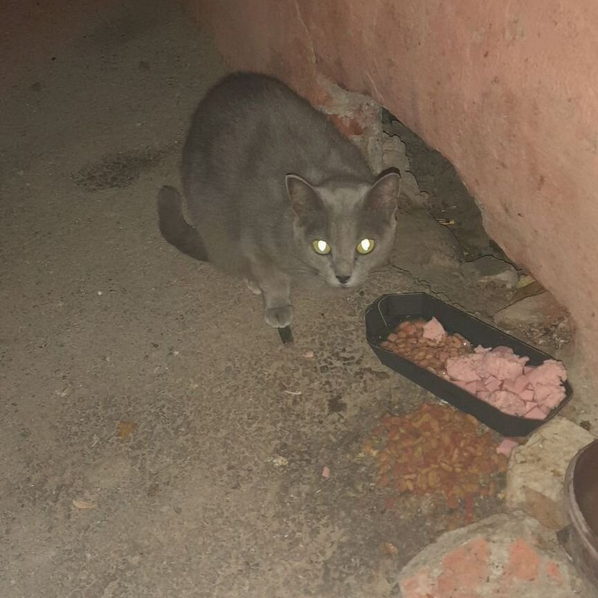 Выбросили кошку беременную с котёнком