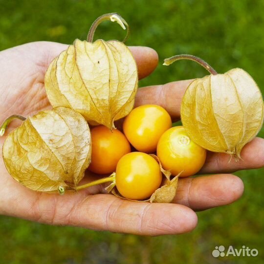 Рассада помидор черри и физалис фрутово-ягодный