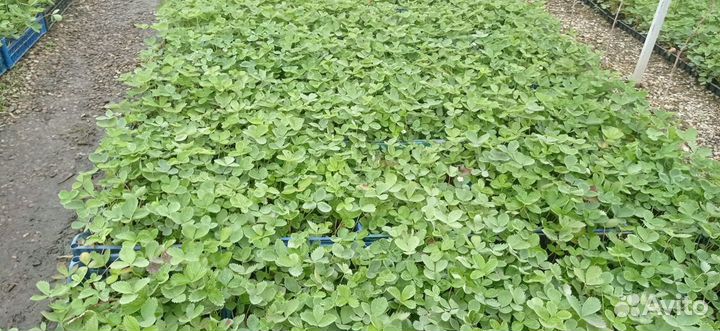 Рассада зкс клубники Мурано Крупный опт предзаказ