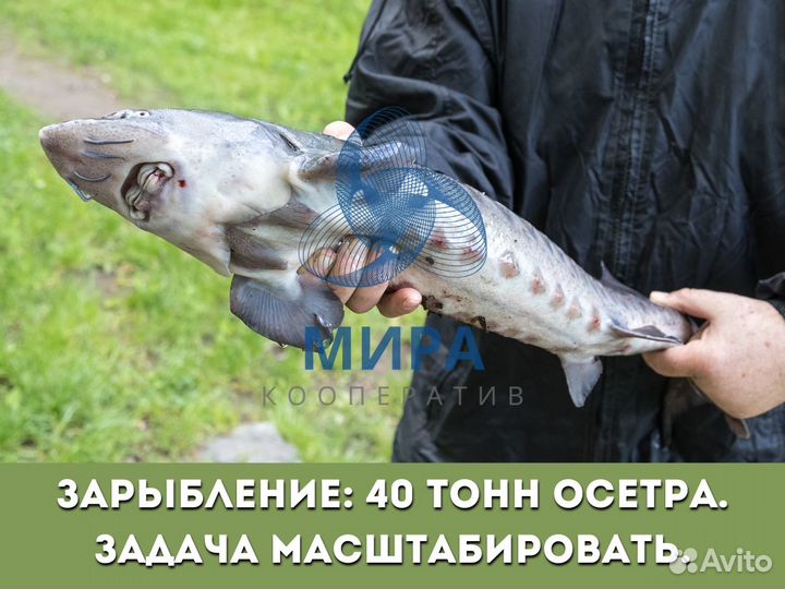 Инвестиции в производство икры и осетровую ферму