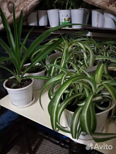 Хлорофитум кудрявый