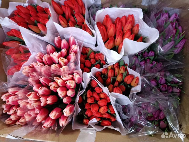 Тюльпаны к 8 марта