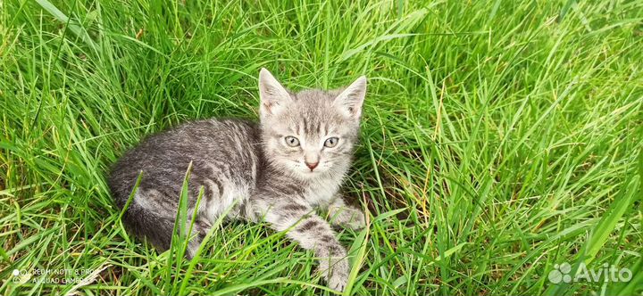 Кошка мышеловка