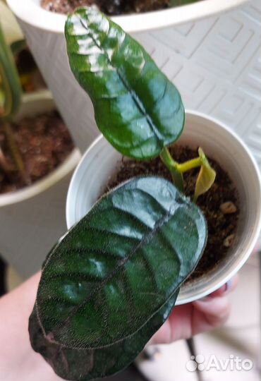 Хойи продажа