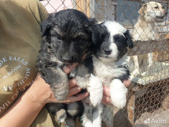 Маленькая собака и щенки в добрые руки бесплатно