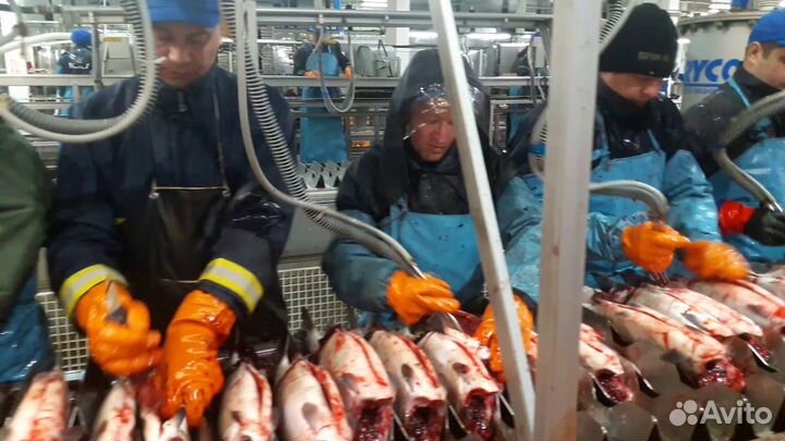 Вахта г. Орел Разнорабочий Упаковщик Рыбзавод