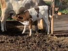 Корова дойная с теленком объявление продам