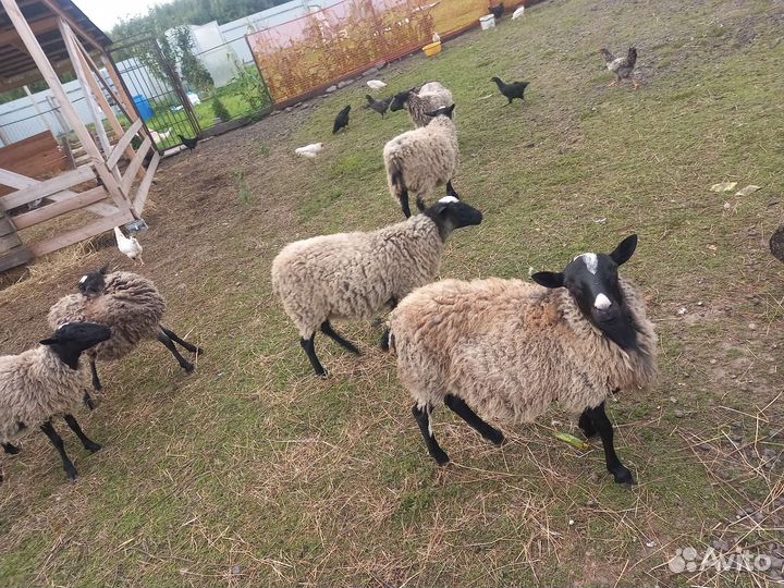Овцы бараны