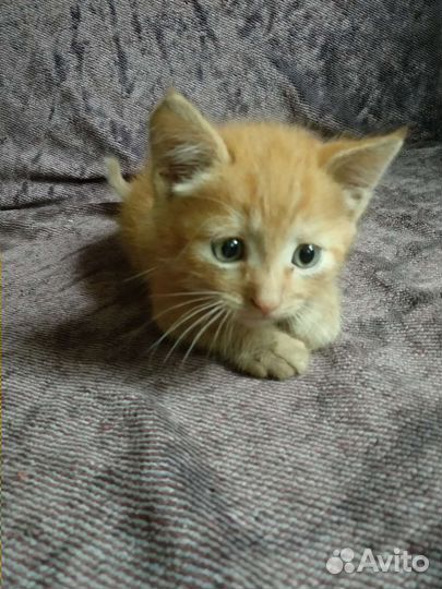 Котята в добрые руки мальчики