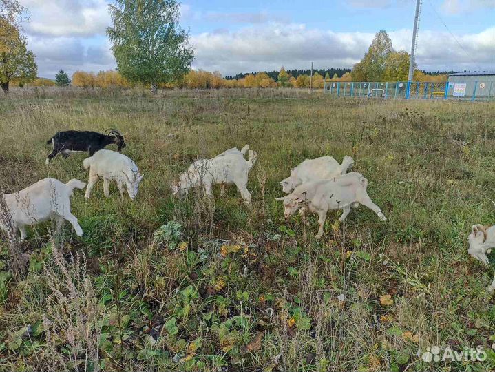 Продам козлят