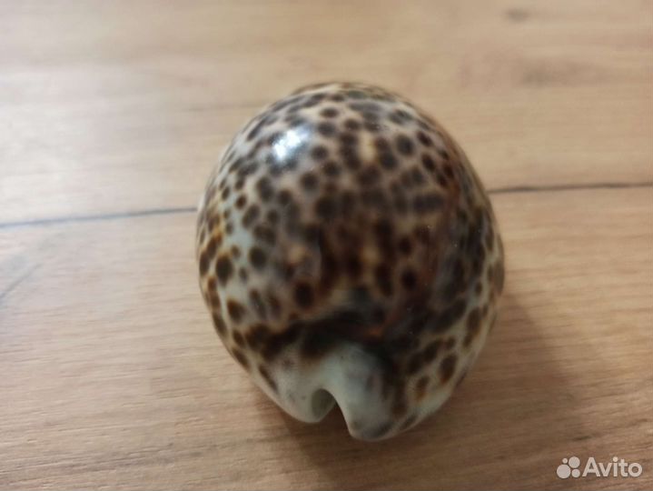 Морская раковина