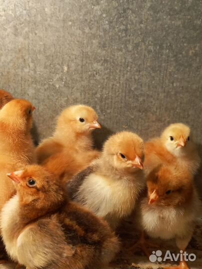 Кучинская Юбилейная(Балашиха)