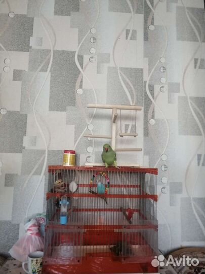 Ожереловый попугай