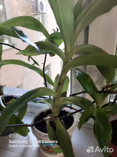 Золотой ус(лечебный)