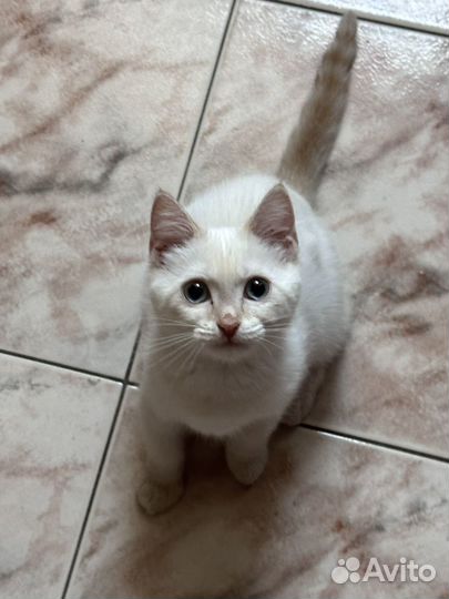 Кошка в дар