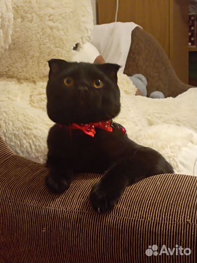 Британский кот вязка вислоухий