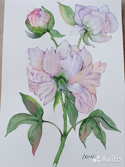 Цветы пионы