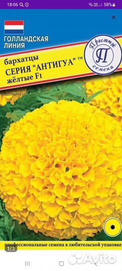 Рассада бархатцев