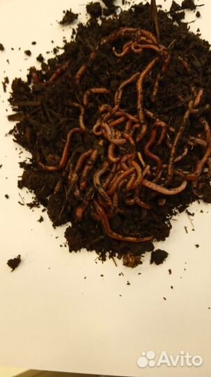 Наживка живая опарыш