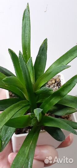 Суккуленты