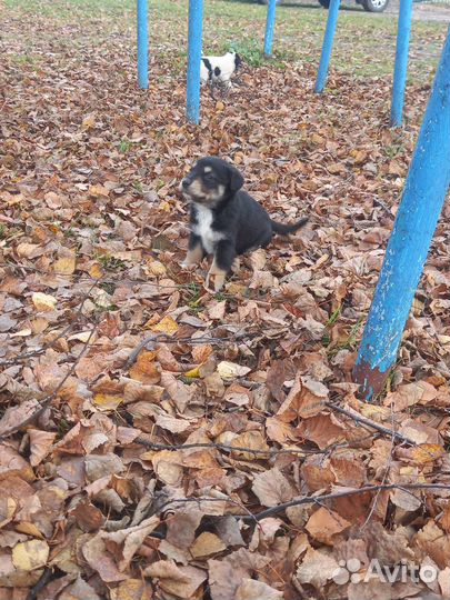 Отдам в добрые руки