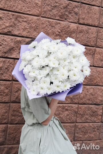 Хризантема кустовая 15шт букет на 1 сентября 444