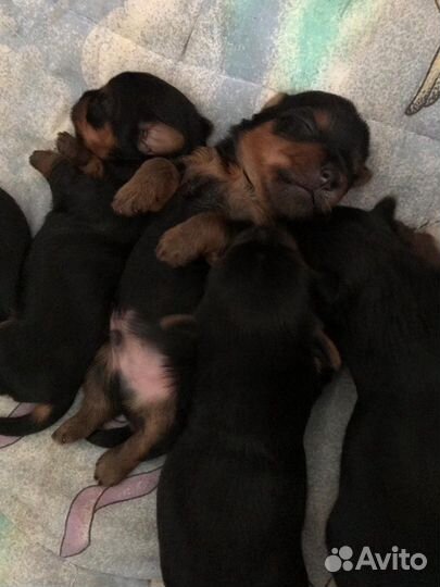 Йоркширский терьер на вязку