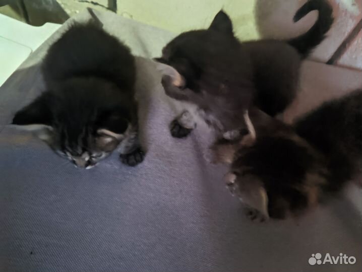 Котята в добрые руки (крысоловы)