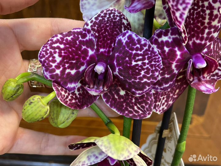 Орхидея фаленопсис Дикий Кот