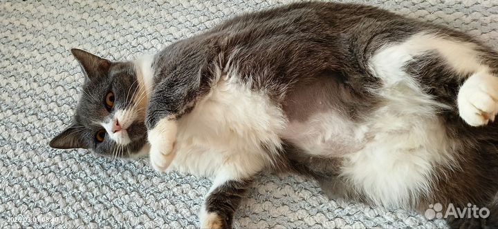 Сеня ищет дом